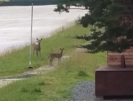 Our local deer at the Ski Club
