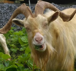 Goats eating the greenery at the ski club 
